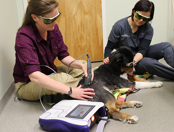 Laser Therapy for Dogs