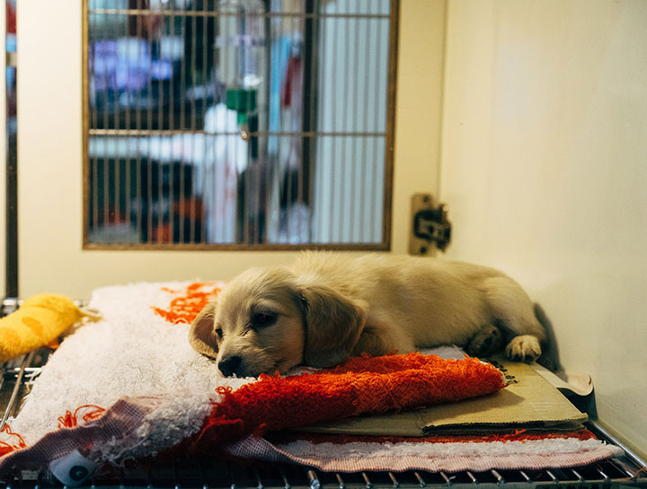 Emergency Pet Care
