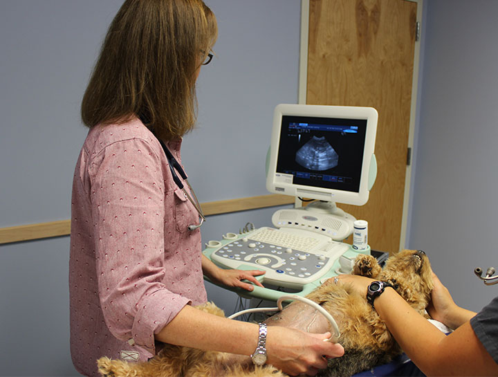 Pet Ultrasound