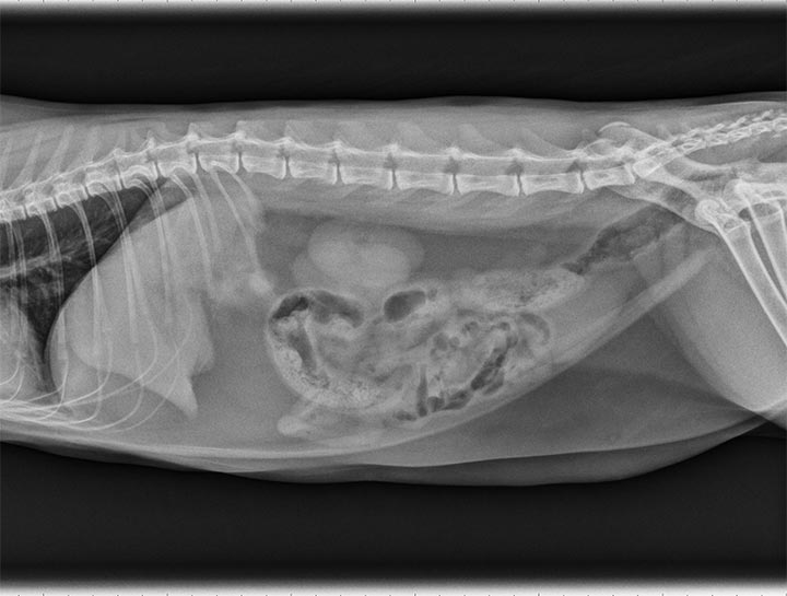 Pet Digital Radiology